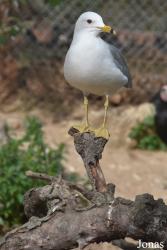 Cañada de los Pájaros