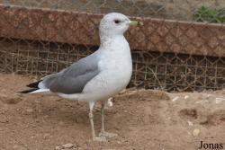 Cañada de los Pájaros