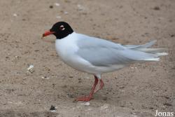 Cañada de los Pájaros