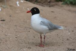 Cañada de los Pájaros
