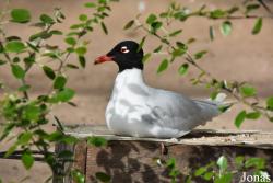 Cañada de los Pájaros