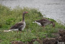 Cañada de los Pájaros