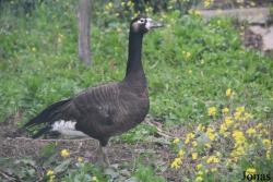 Anser anser x Branta canadensis