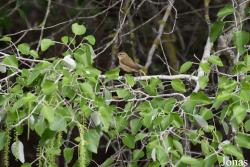 Phylloscopus ibericus