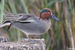 Cañada de los Pájaros