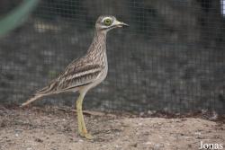 Cañada de los Pájaros