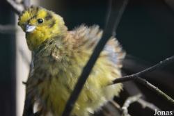 Emberiza citrinella