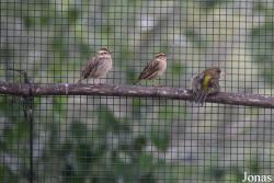 Chloris chloris