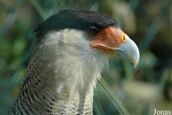 Vogelpark Walsrode