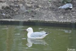 Cañada de los Pájaros