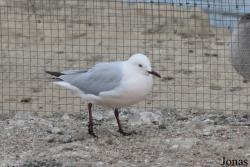 Chroicocephalus genei