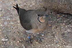 Cañada de los Pájaros