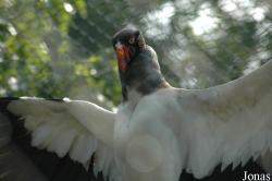 Vogelpark Walsrode