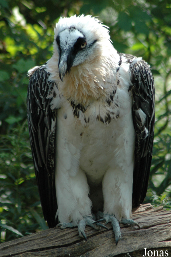 Vogelpark Walsrode
