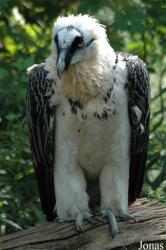 Vogelpark Walsrode