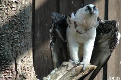 Vogelpark Walsrode