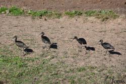 Doñana National Park