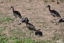 Doñana National Park