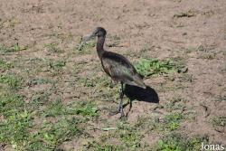 Doñana National Park
