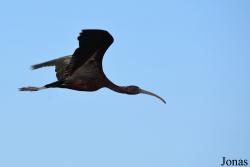 Doñana National Park