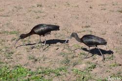 Doñana National Park