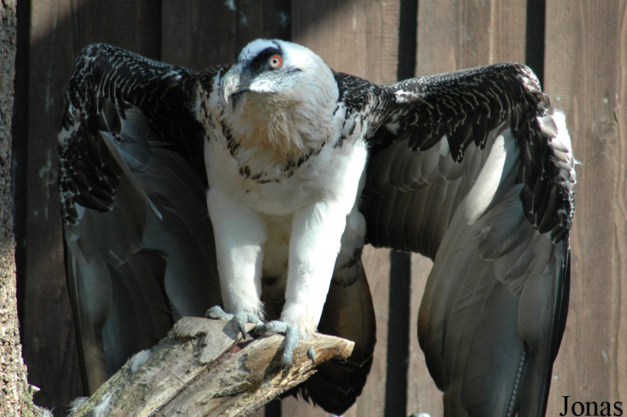 Vogelpark Walsrode