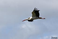 Doñana National Park