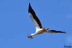 Doñana National Park