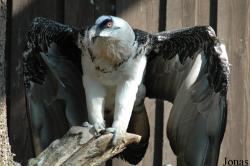 Vogelpark Walsrode