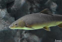 Acuario de Sevilla