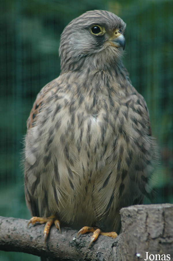 Vogelpark Walsrode