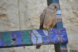 Falco naumanni