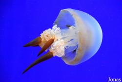 Acuario de Sevilla
