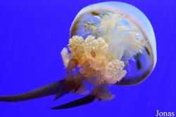 Acuario de Sevilla