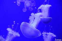 Acuario de Sevilla
