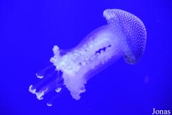 Acuario de Sevilla