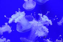 Acuario de Sevilla