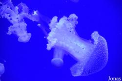 Acuario de Sevilla