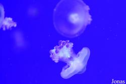 Cepheidae
