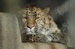 Panthera pardus