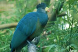 Corythaeolinae