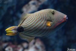 Balistapus undulatus