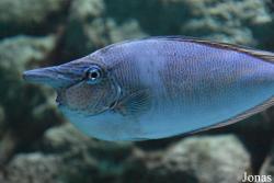 Naso brevirostris