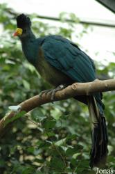 Vogelpark Walsrode