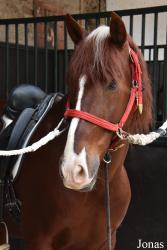 Caballerizas Reales de Córdoba