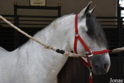 Cheval andalou