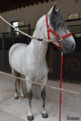 Caballerizas Reales de Córdoba