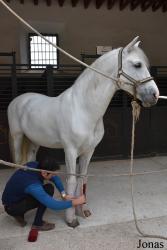 Caballerizas Reales de Córdoba