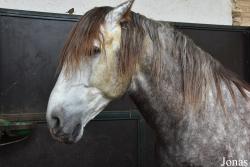 Caballerizas Reales de Córdoba