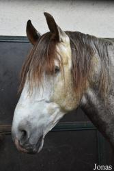 Caballerizas Reales de Córdoba
